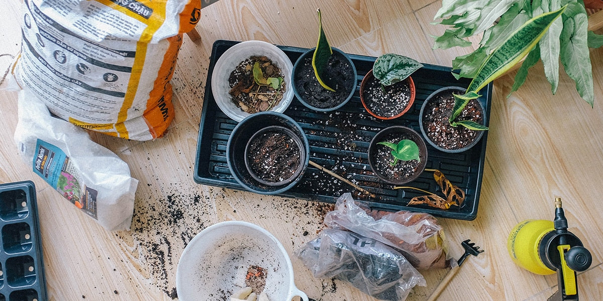 Poolside Gardening: How to Start a Garden with Pool Plants